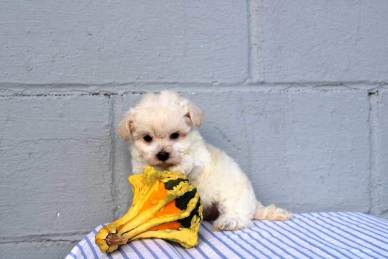 puppy, for, sale, Maltese, Matthew B. Stoltzfus, dog, breeder, Gap, PA, dog-breeder, puppy-for-sale, forsale, nearby, find, puppyfind, locator, puppylocator, aca